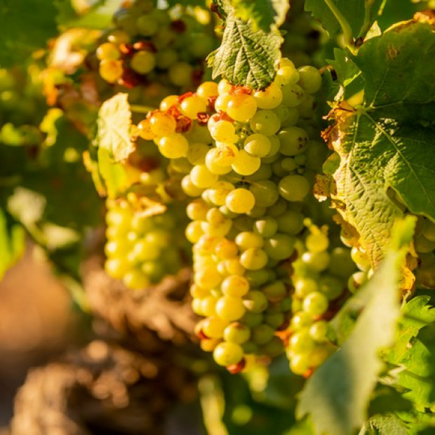Terroir - Le Muscat de Frontignan brille au concours international Muscats du monde